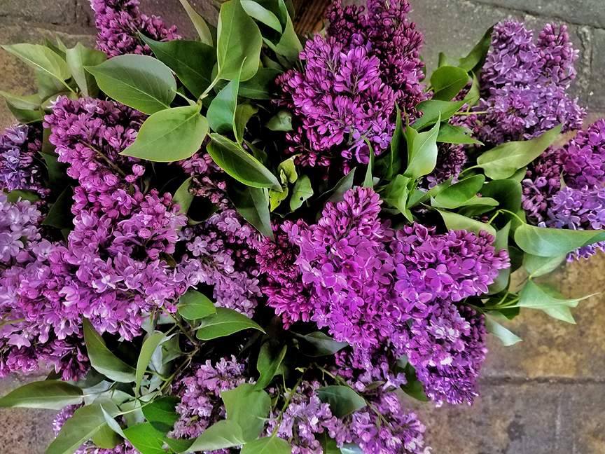 Fresh Lilac Bouquets